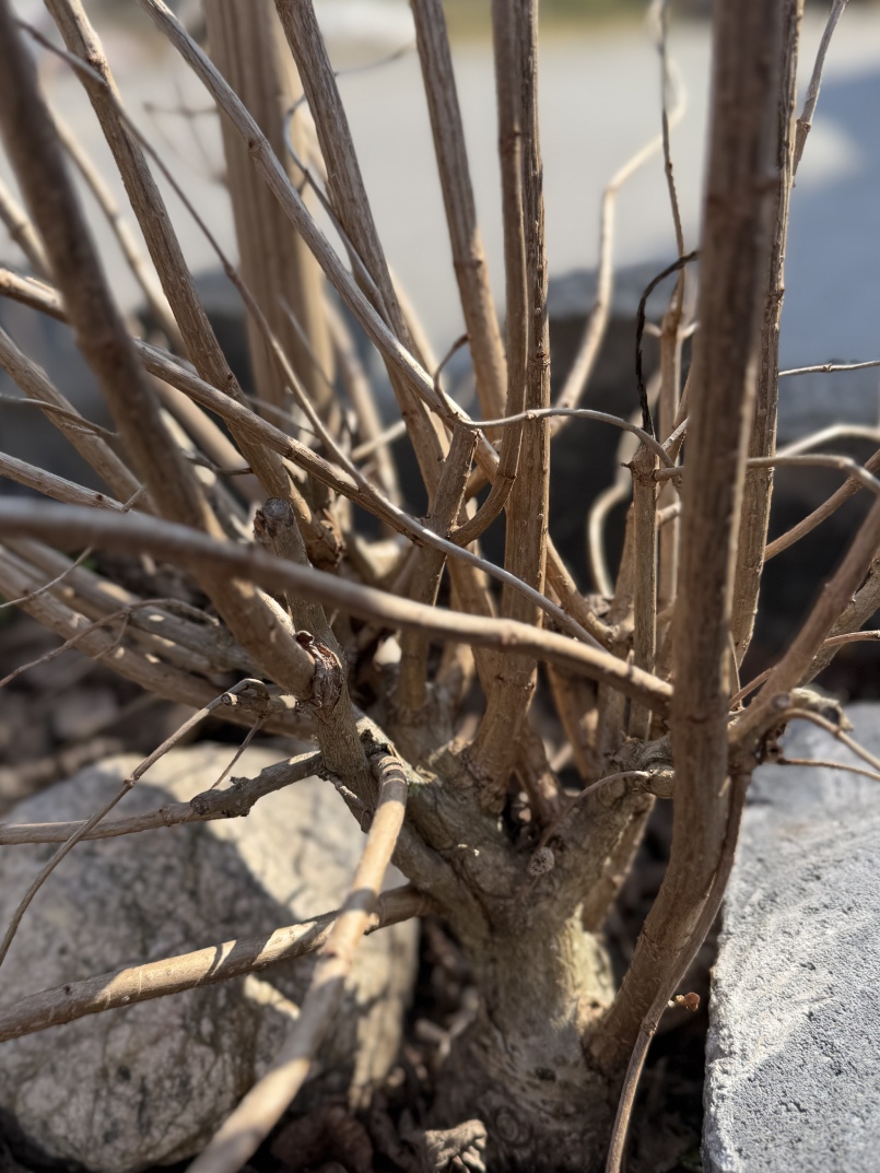 Pędy hortensji bukietowej przed wiosennym cięciem
