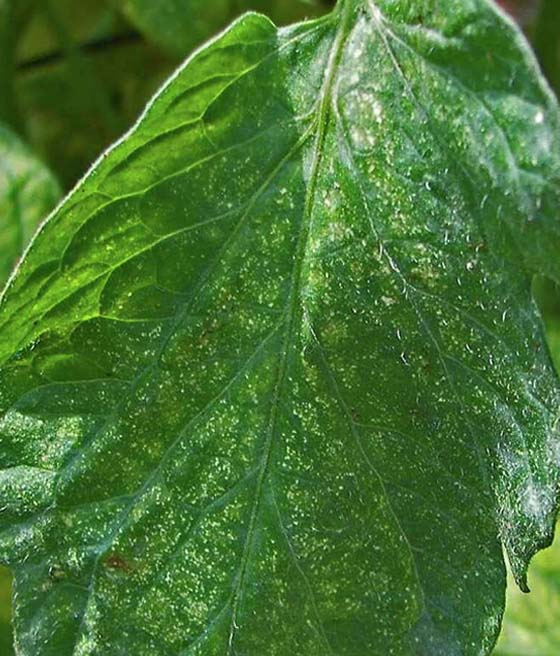 Przędziorek owocowiec