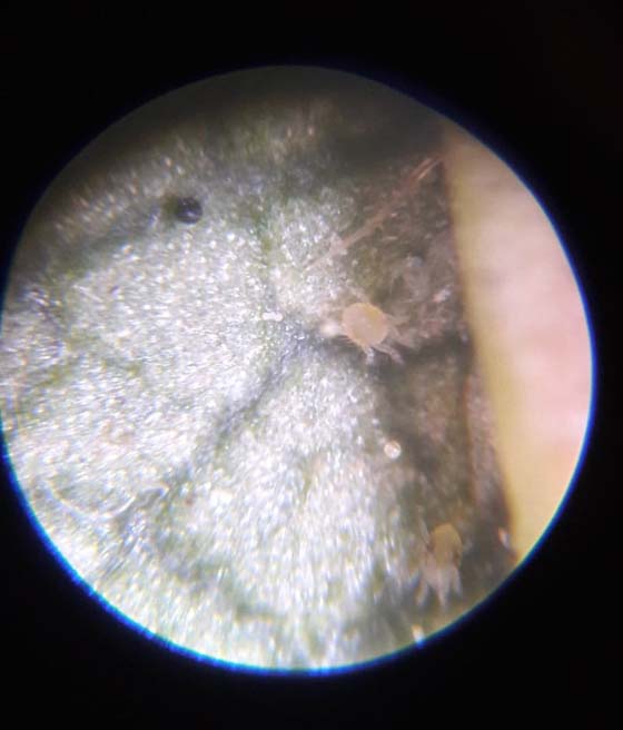 Przędziorek pod lupą