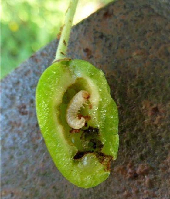 Owocnica żółtoroga