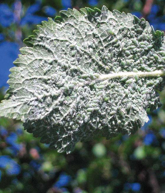 Mszyca śliwowo-trzcinowa