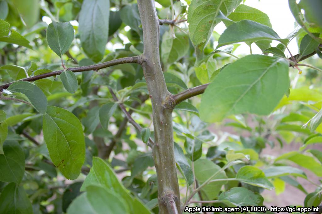 Spłaszczenie konarów jabłoni