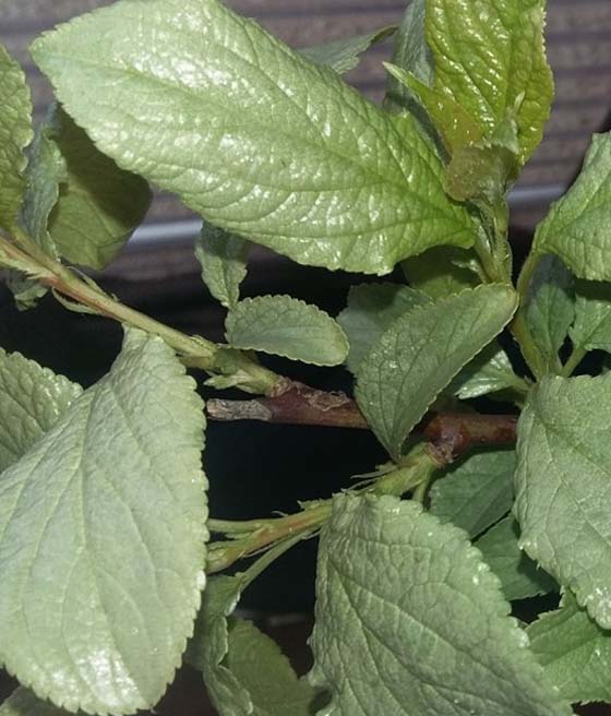 Srebrzystość liści śliwy