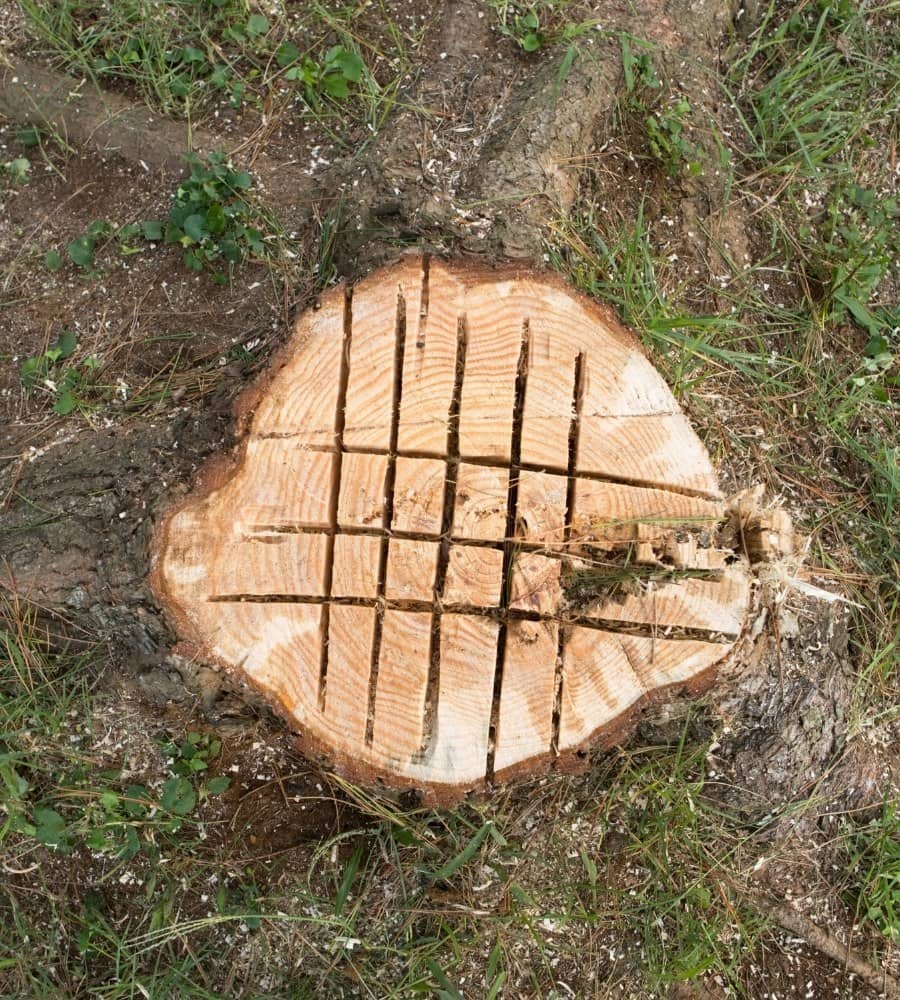 Usuwanie pnia po ściętym drzewie