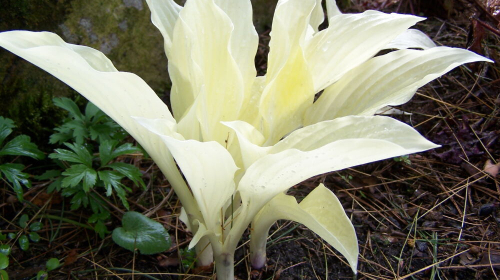 Funkia biała 'White Feather'