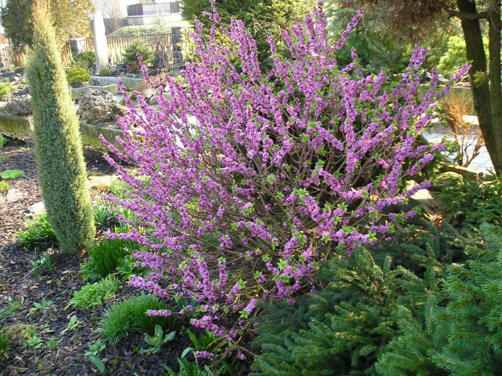 Wawrzynek wilczełyko (Daphne mezereum)