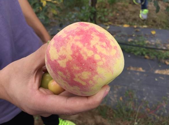 Wiroid bliznowatości skórki jabłek