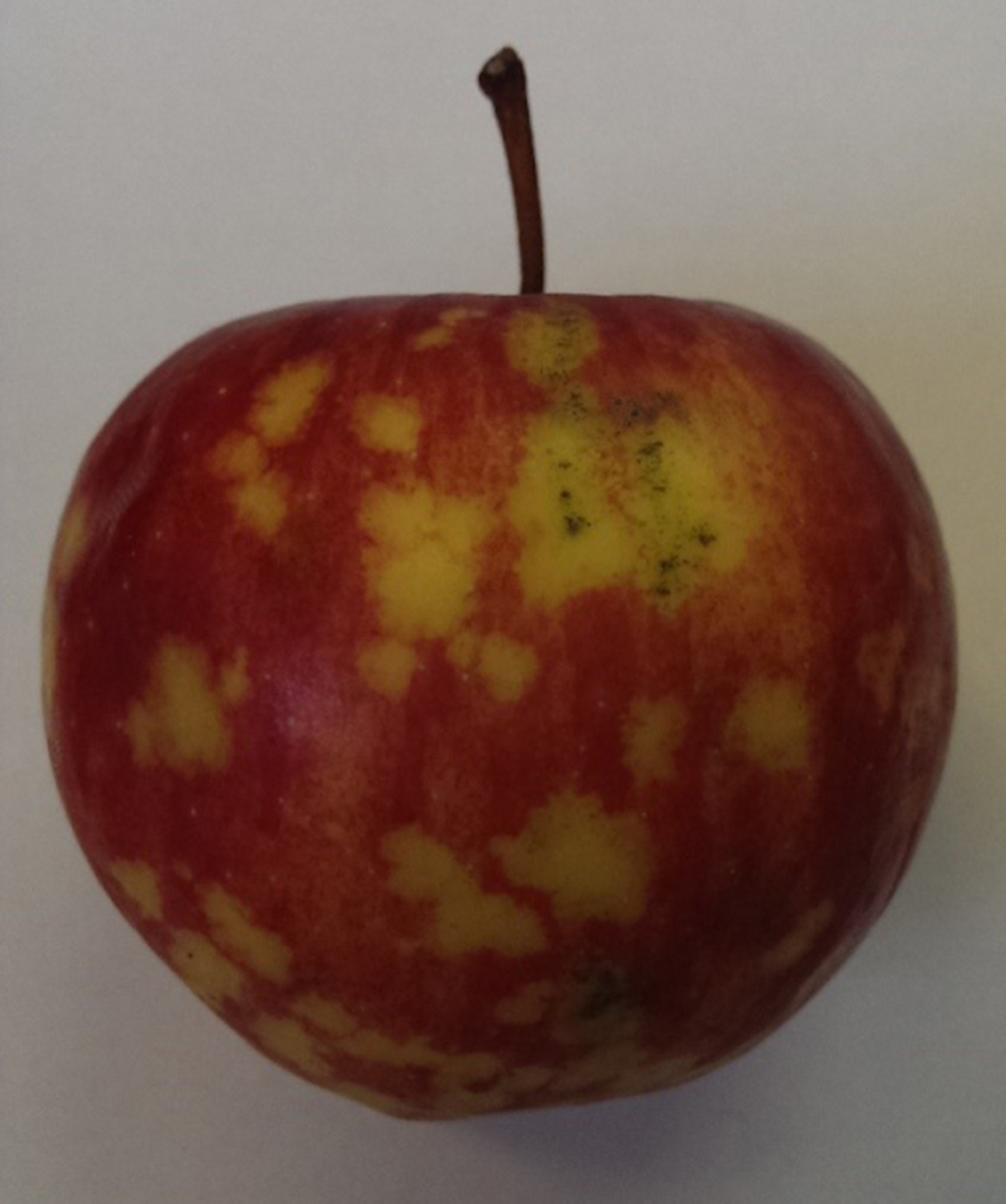 Wiroid jamkowatości jabłek