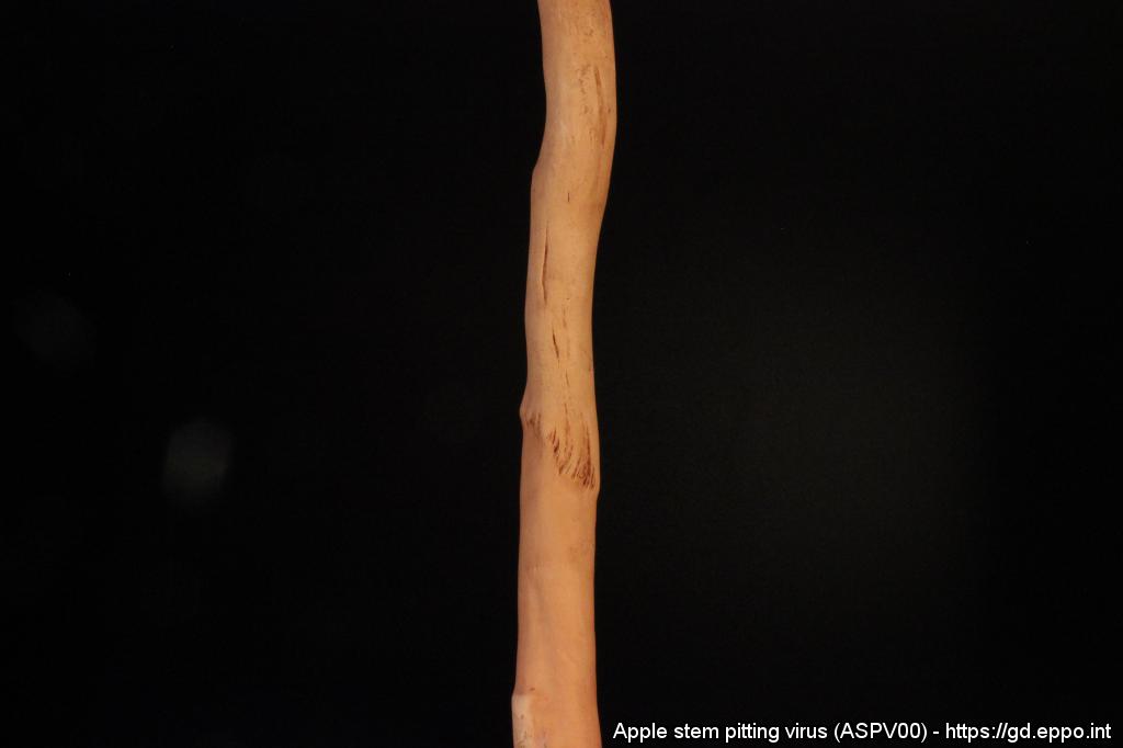 Wirus Jamkowatości Pnia Jabłoni