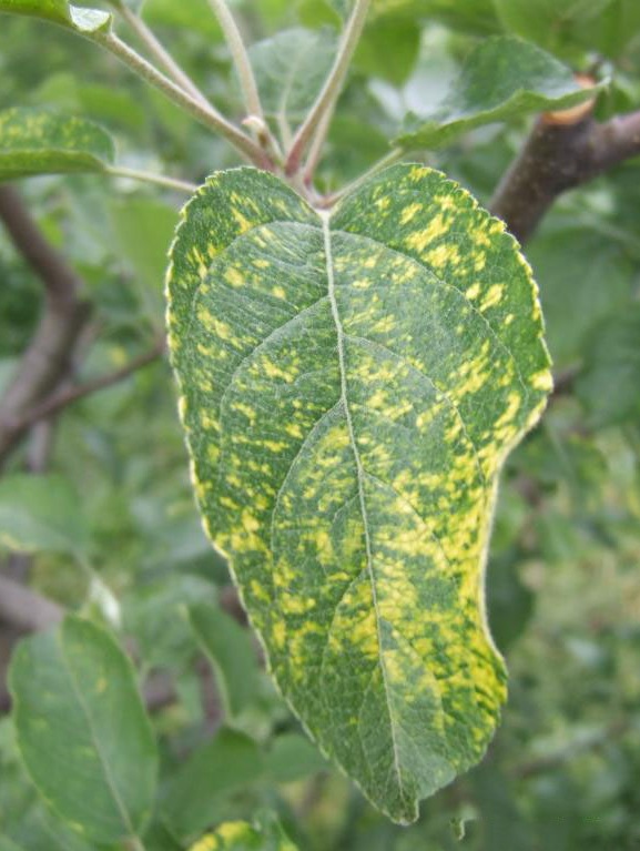 Wirus Mozaiki Jabłoni