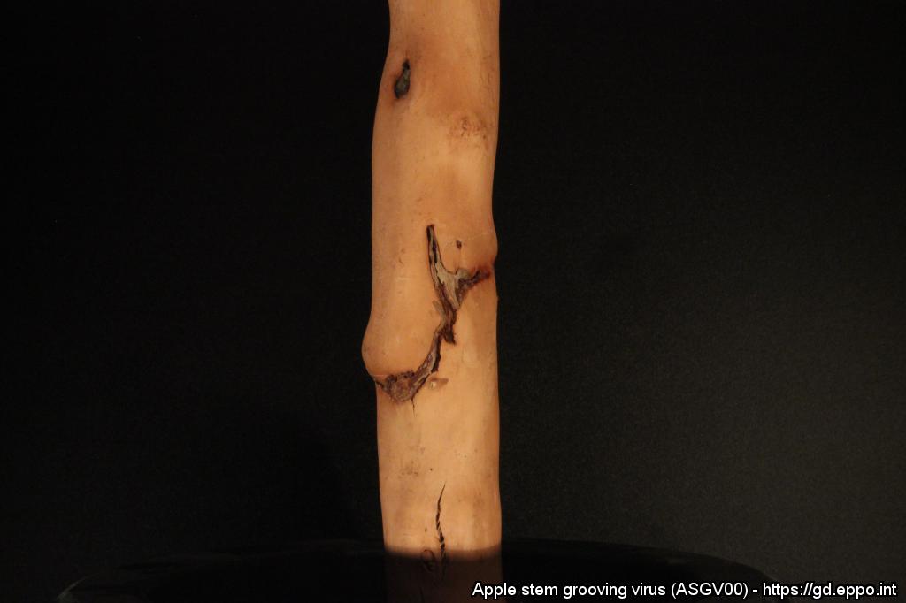 Wirus żłobkowatości pnia jabłoni
