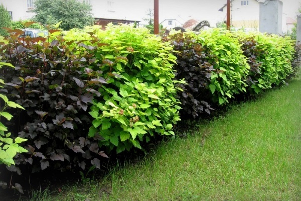 Żywopłot z krzewów owocowych