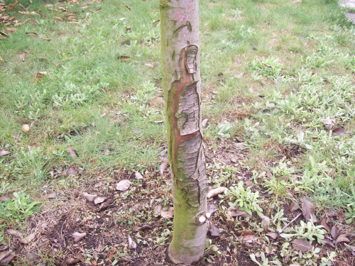 Zgnilizna Pierścieniowa