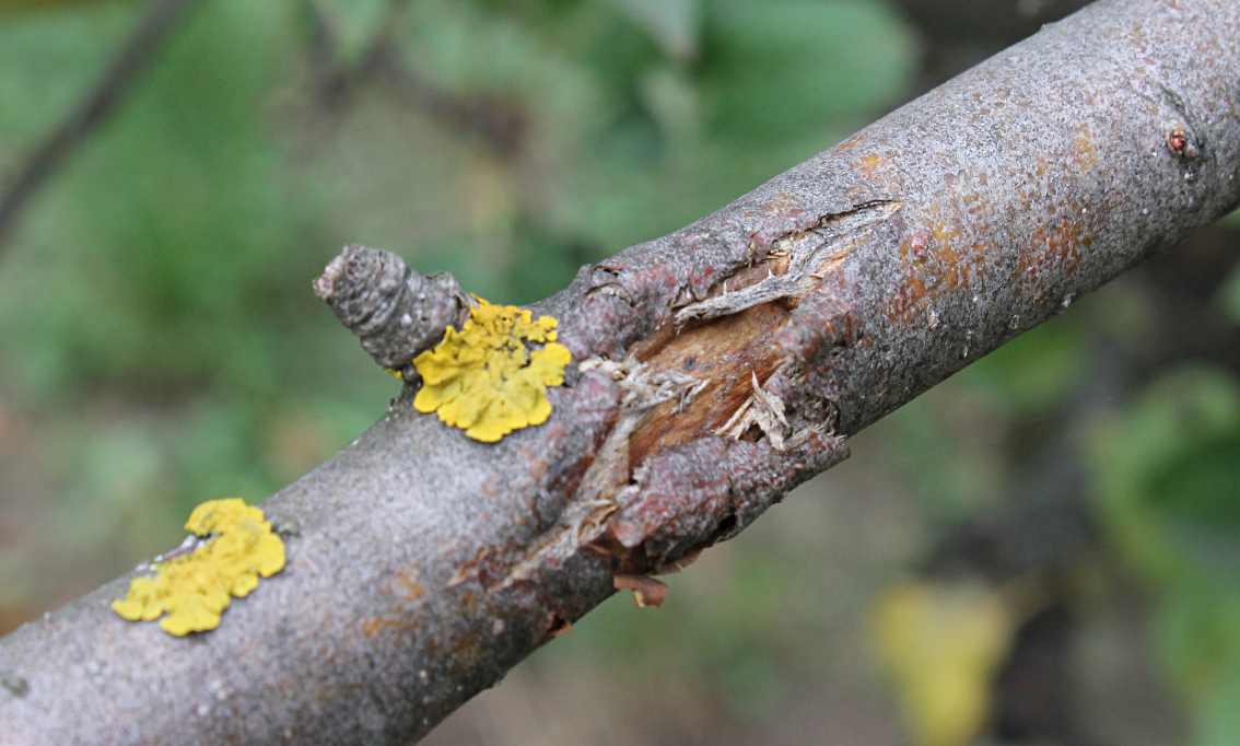 Zgorzel kory jabłoni