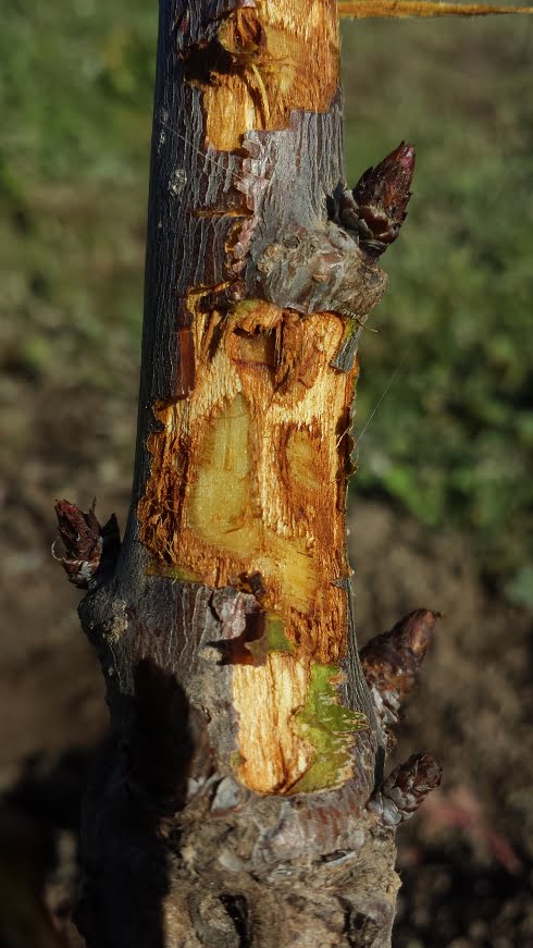 Zwierzęta i gryzonie