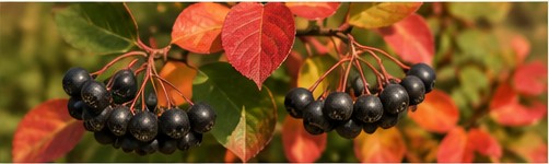 Aronia z czarnymi owocami i czerwonymi jesiennymi liśćmi