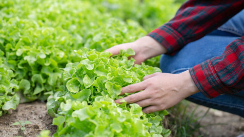 Dorodna sałata na działce