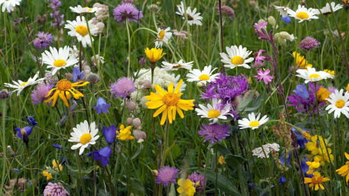 Kwietna łąka w ogrodzie