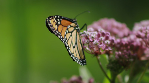 Motylek zbierający nektar z kwiatów