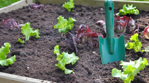 Różne odmiany sałat w grządkach
