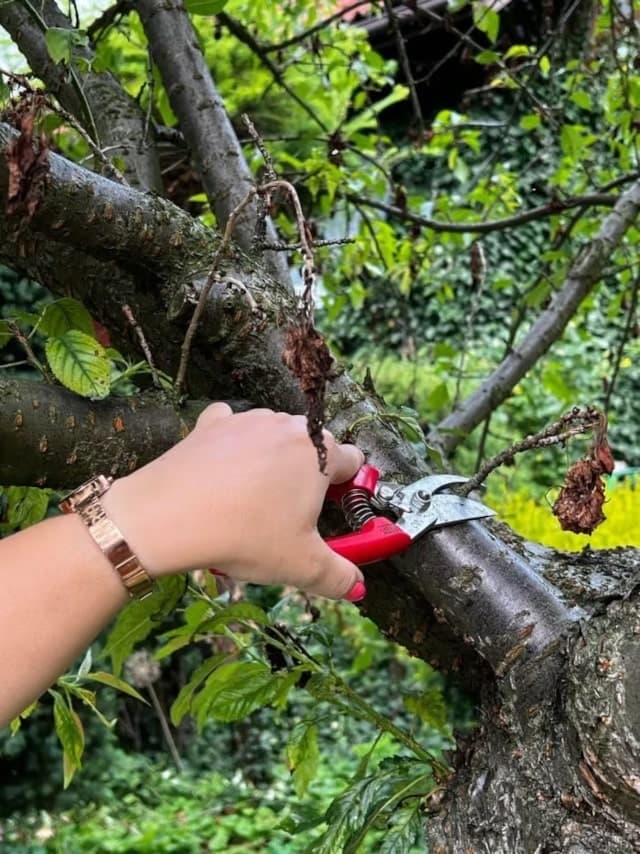 Wycinanie tzw. kikutów, rosnących przy pniu i silnych konarach