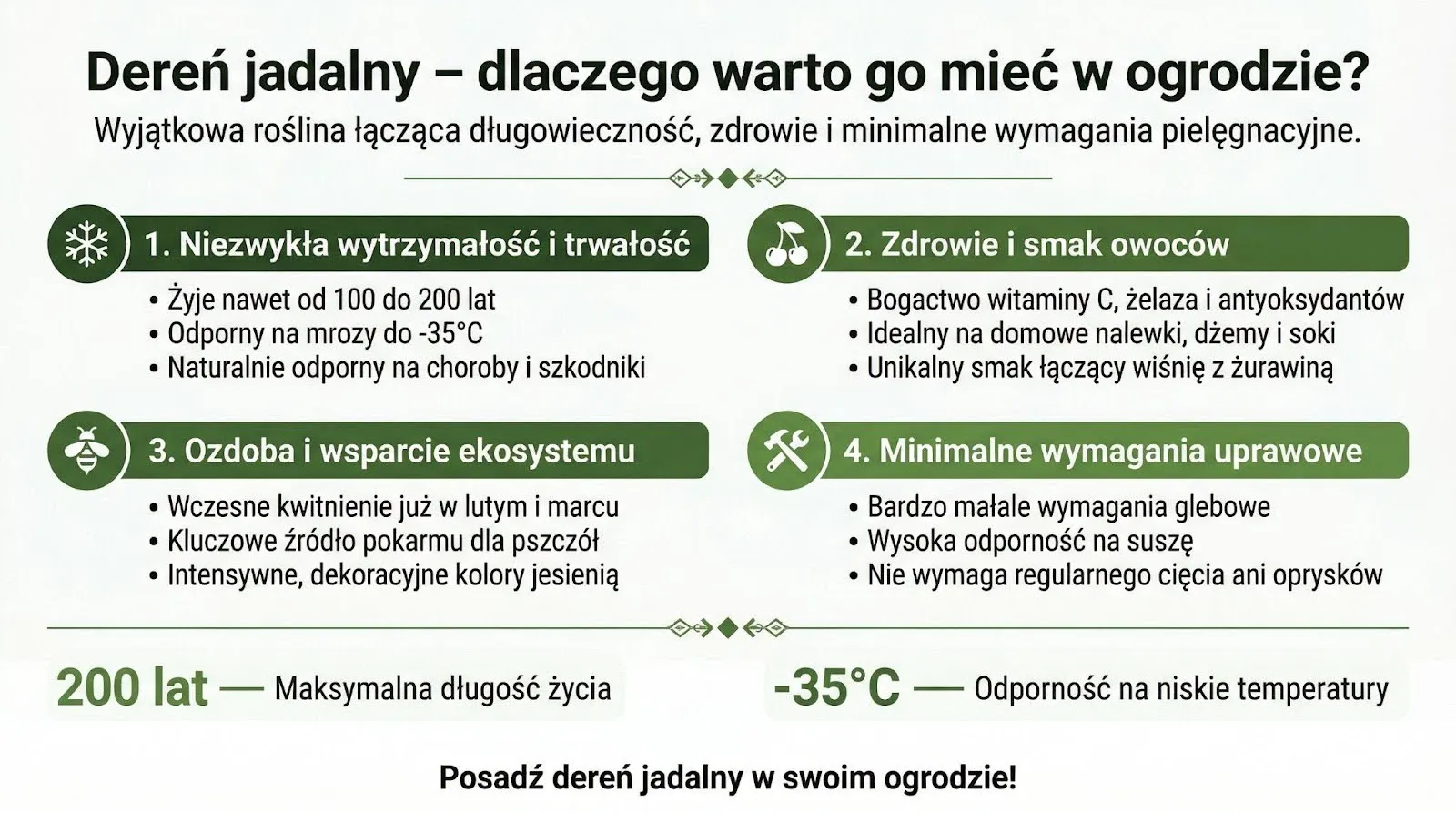 Dereń jadalny - dlaczego warto go mieć w ogrodzie?
