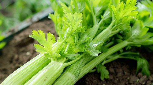 Seler naciowy w ogrodzie