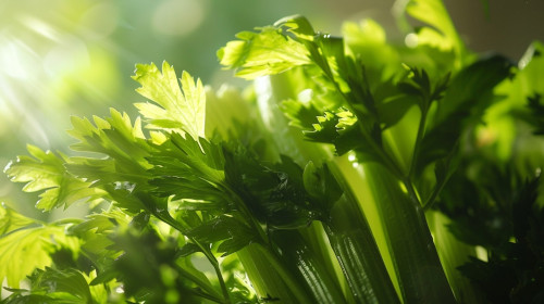 Nać selera na działce