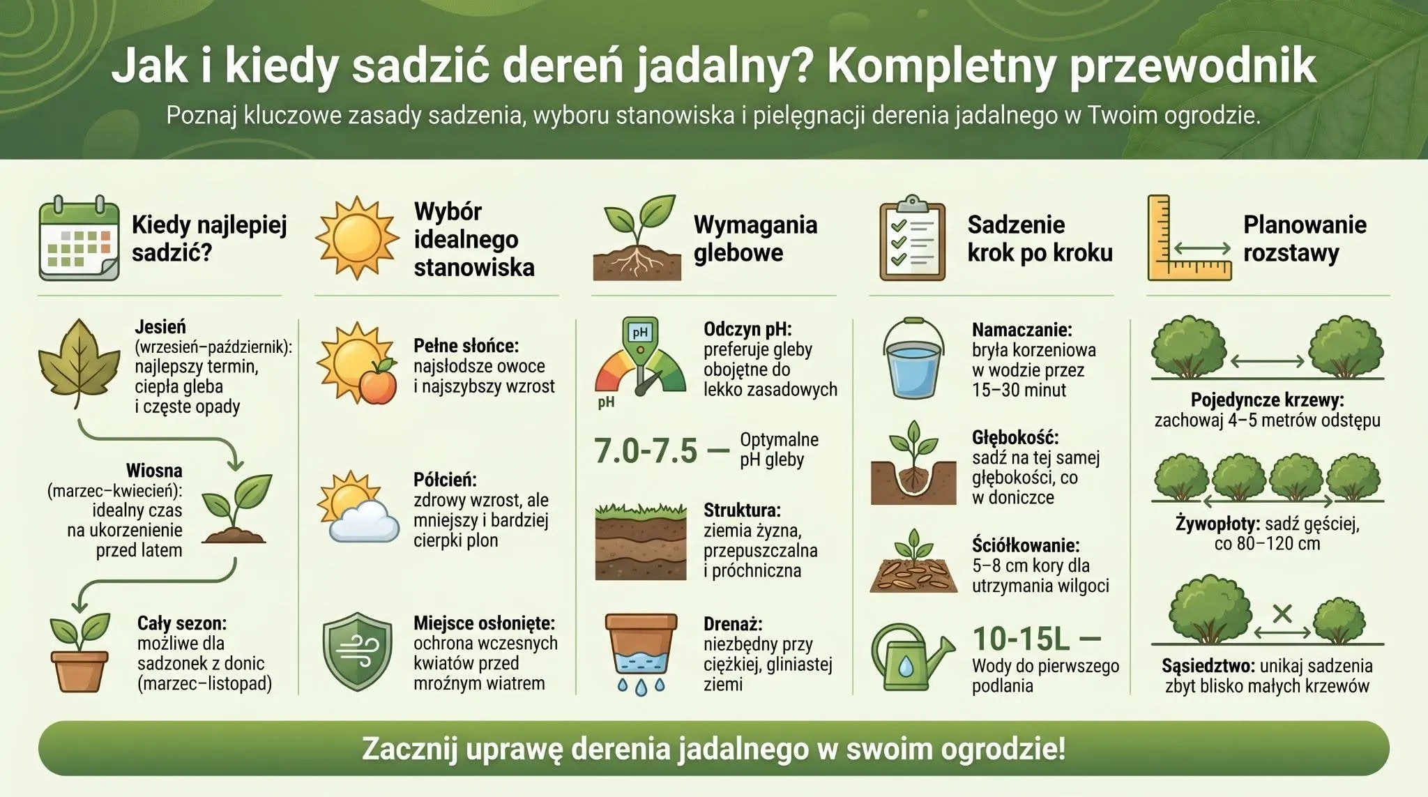 Jak i kiedy sadzić dereń jadalny? Kompletny przewodnik