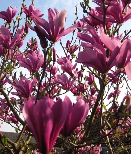 Magnolia Susan