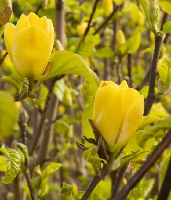 Magnolia Yellow Bird