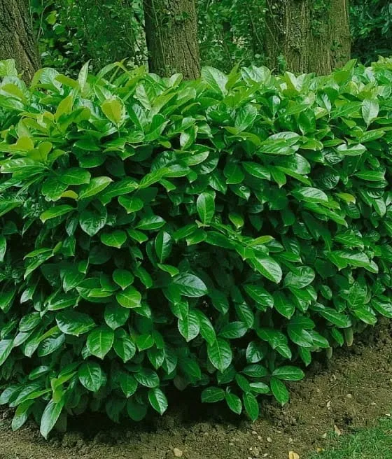 Laurowiśnia Rotundifolia