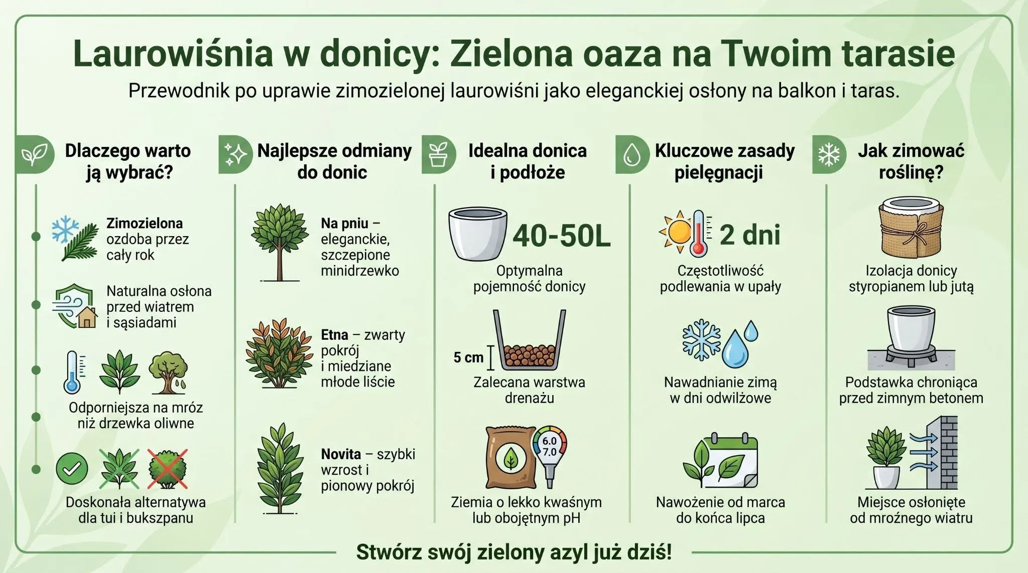 Laurowiśnia w donicy - zielona oaza na Twoim tarasie