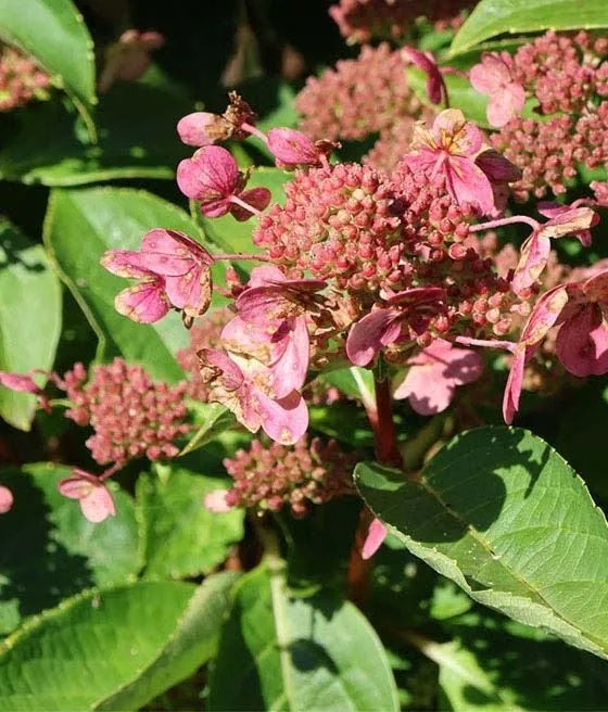 Hortensja bukietowa Dharuma