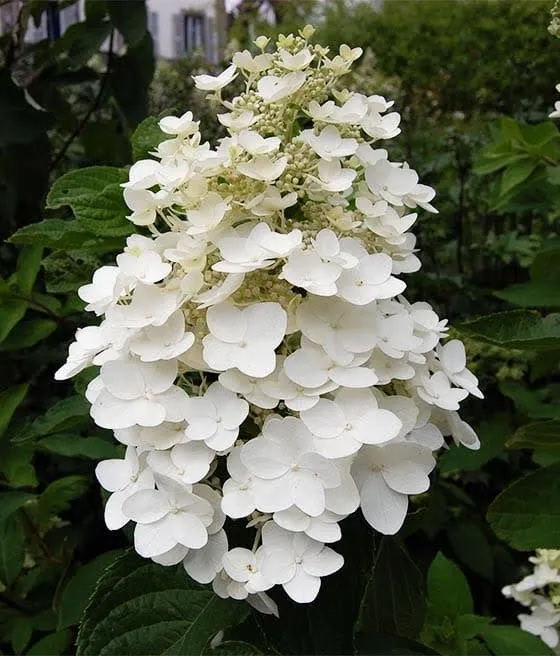 Hortensja bukietowa Kyushu
