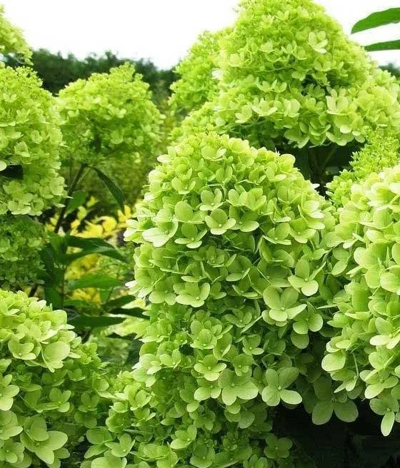 Hortensja bukietowa Limelight