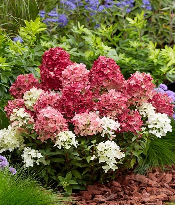 Hortensja bukietowa Ruby