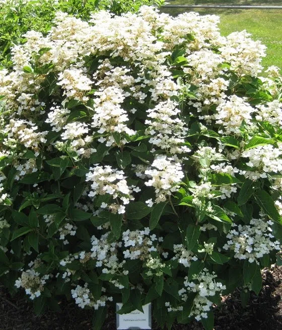 Hortensja bukietowa White Lady