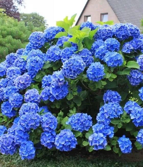 Hortensja ogrodowa Nikko Blue
