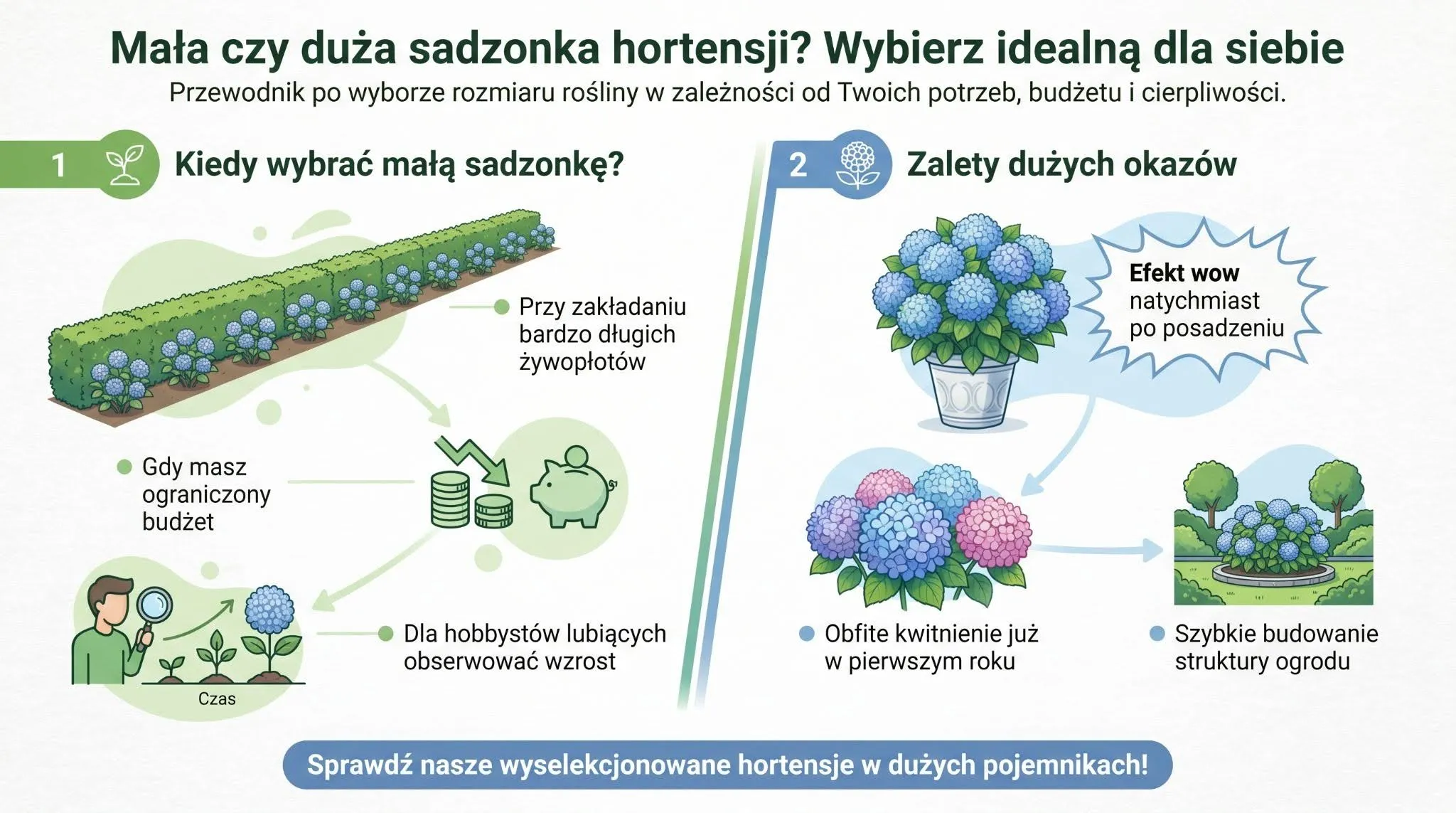 Mała czy duża sadzonka hortensji? Wybierz idealną dla siebie