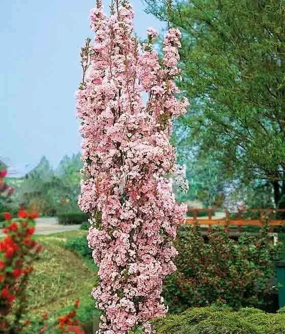 Wiśnia Amanogawa