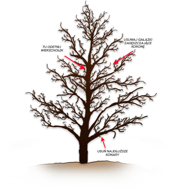 Cięcie odmładzające gruszy