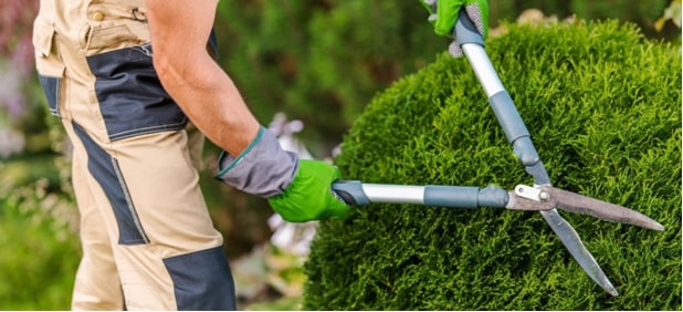 Pielęgnacja krzewów ozdobnych przez cały rok