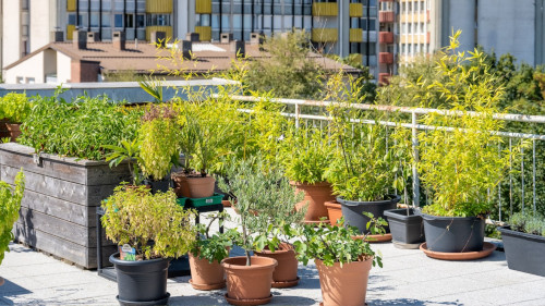 Kolorowy dach zielony pełen kwitnących traw ozdobnych