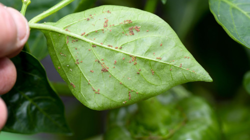 Liść, na którym siedzą mszyce