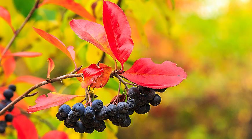 Czerwone liście aronii