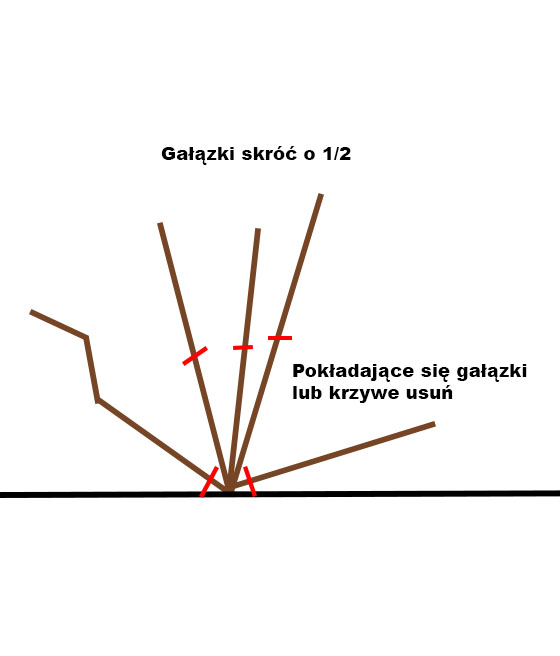 Cięcie początkowe aronii