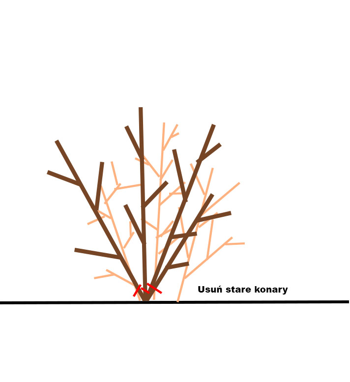 Usuwanie starych konarów aronii