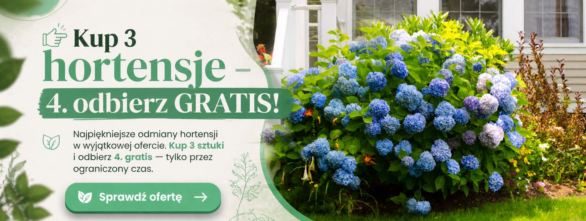hortensje promocja