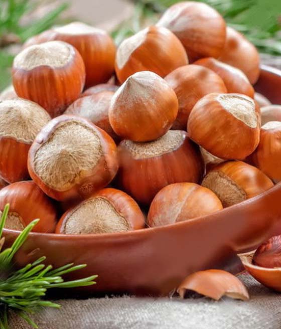 ORZECH LASKOWY WEBBA CENNY